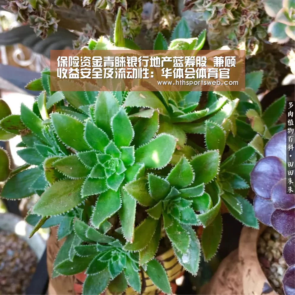 华体会体育网站入口